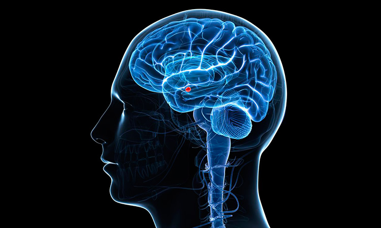 El cerebro de un mentiroso funciona de manera diferente